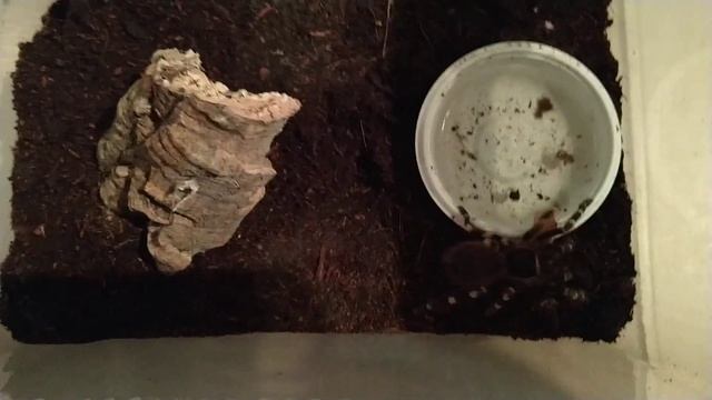 Acanthoscurria geniculata / Joke Feeding