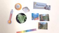 Penicillium