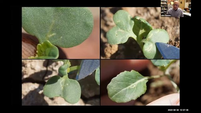 Insect Management Tips for Fall Produce and Melons