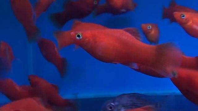 Red Platty (Xiphophorus maculatus) - Tropical Fish