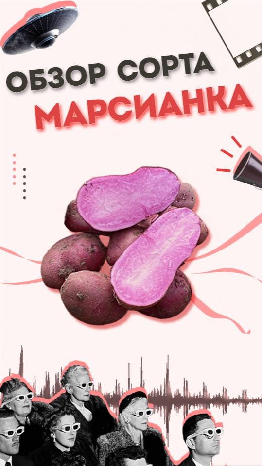 Обзор Сорт МАРСИАНКА -  Семенной картофель АгроХарвест