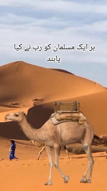 Qurbani #Qurbani #shorts