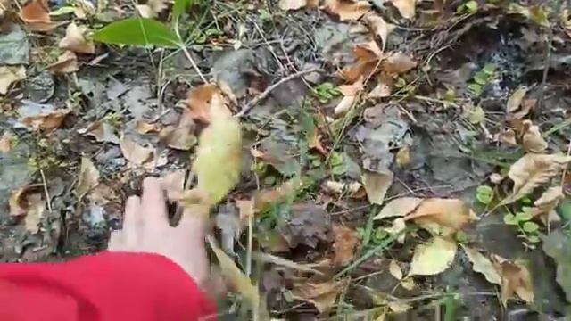 Удачная прогулка за грибами.