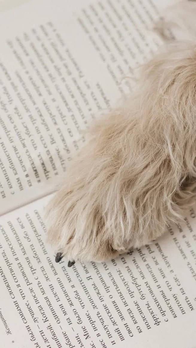 Кличка — это не просто набор звуков, а отражение вашего отношения к питомцу