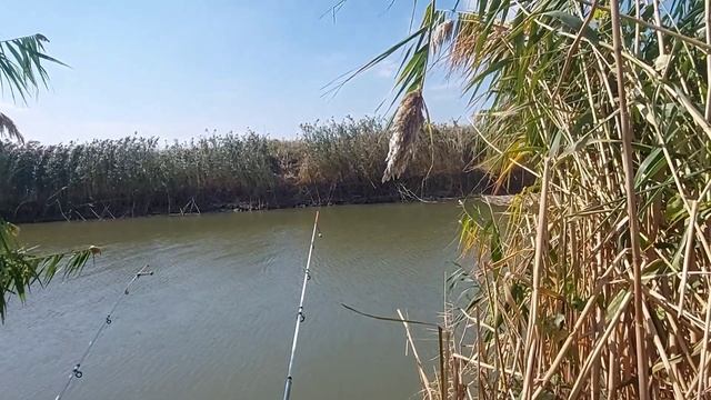 рыбалка х Лебеди дгк Краснодарский край