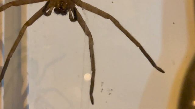 Brown Huntsman Spider (Heteropoda jugulans) (2022-10-21)