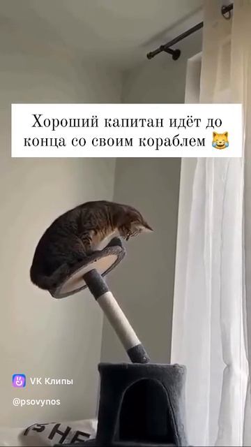 Хороший капитан идёт до конца на своём корабле 🐱