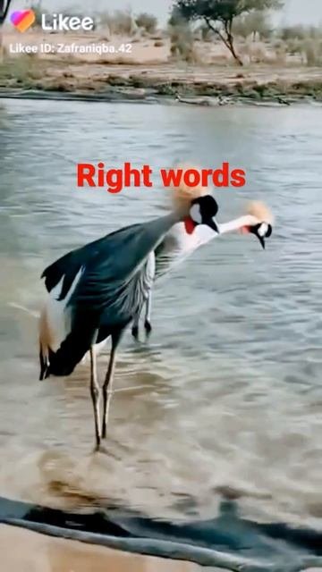 Urdu Poetry