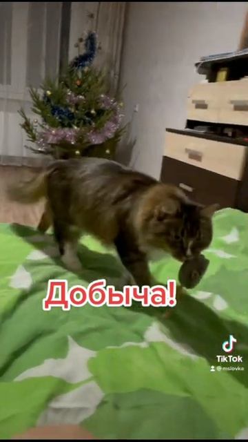 Хищник. Кошка. Добычу принесла!