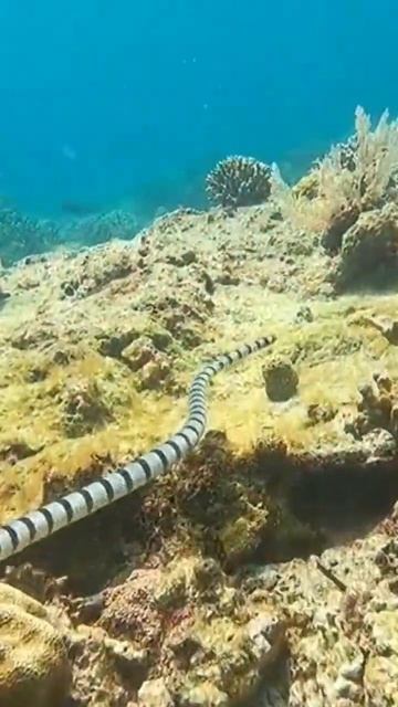 common sea snake running in the coral 🪸#venomous  #animals #snake