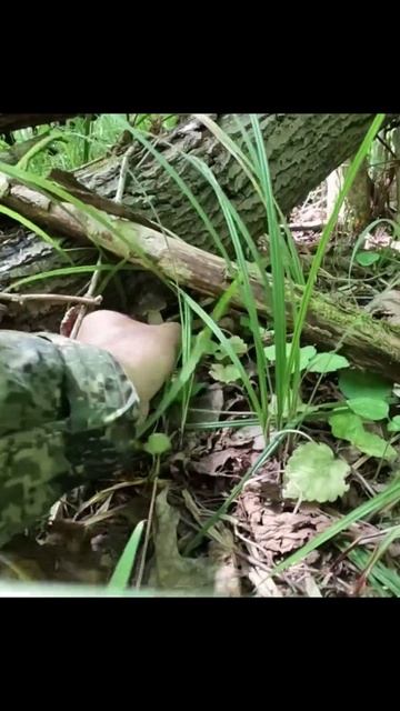 💥ГРИБЫ РАСТУТ ЧЕРЕЗ КАЖДЫЙ САНТИМЕТР👉ТИХАЯ ОХОТА о КОТОРОЙ МЕЧТАЕМ! #грибы #лес #природа #mushroom