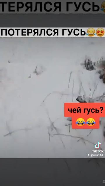 #tiktokvideo #2023 #рекомендации #юмор #приколы #гусь #лес #домашнииживотные