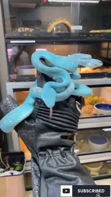 Blue python 🐍😱#viral video#fact video#👍 please like and subscribe 💓 more vi.#crazy video#short vide
