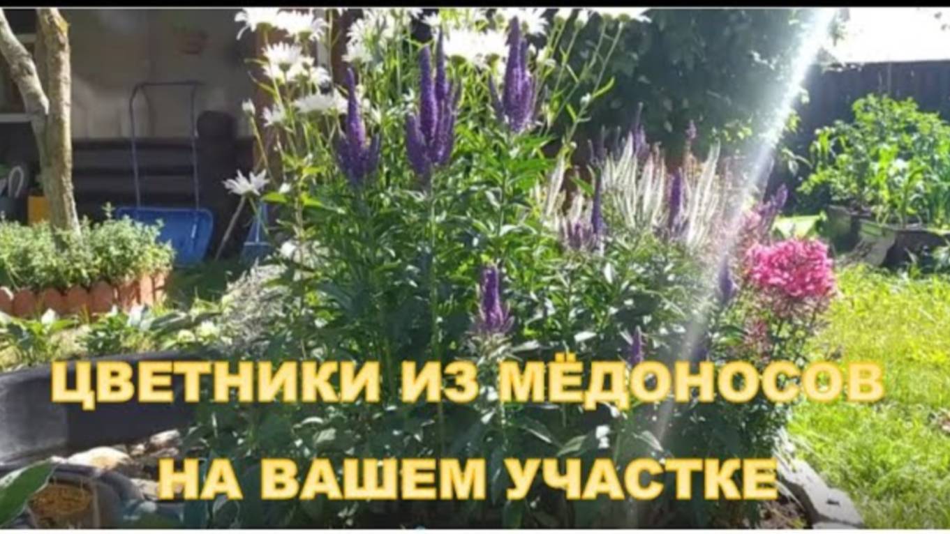 Красивоцветущие медоносы в ландшафте вашего участка