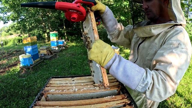 Первый Майский Мёд #пчеловодство #пчелы #bee #beekeeper #beekeeping #пчёлы