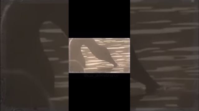 Аққу Қасиетті құс