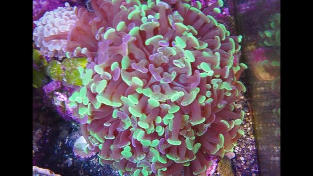 Saltwater Aquarium Corals For Beginners - Why These Are The Best!!!