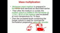 7 Mass Multiplication of Trichoderma & Psedomonas