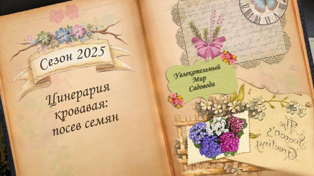 Как вырастить цинерарию кровавую. Посев семян на расаду. День 1-8