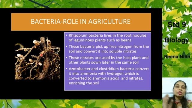 USES OF BACTERIA