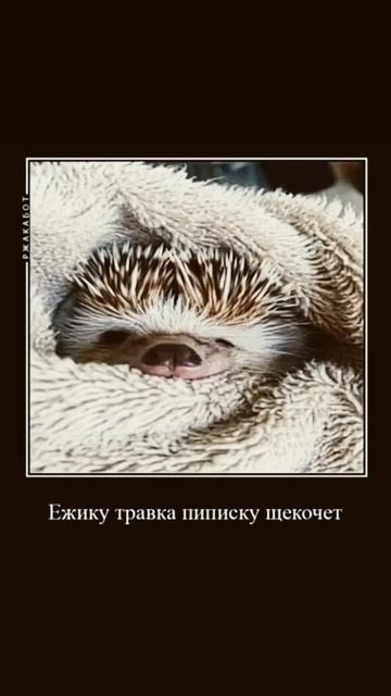 #мем стишок про ёжика