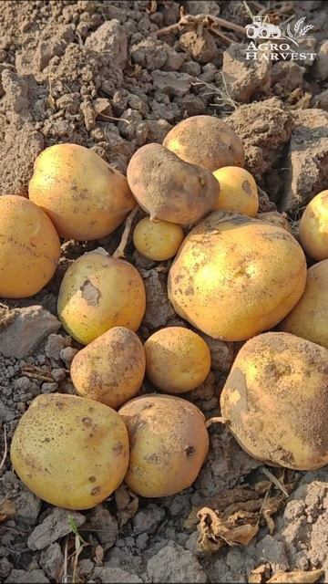 Палитра сортов Семенного картофеля на любой вкус и цвет AgroHarvest.ru