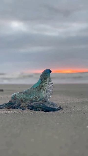 the Portuguese man o' war is called the painful sting😚 #shorts