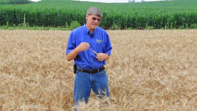 Fusarium Head Scab Suppression in Wheat. Needham Ag