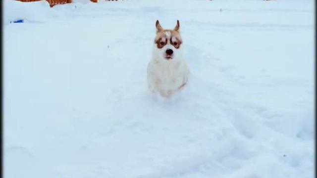 Husky funny compilation 2 March 2018