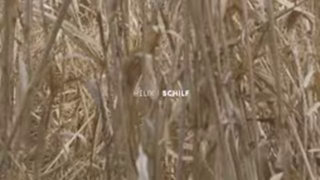 HELIX:SCHILF spaete goldrute