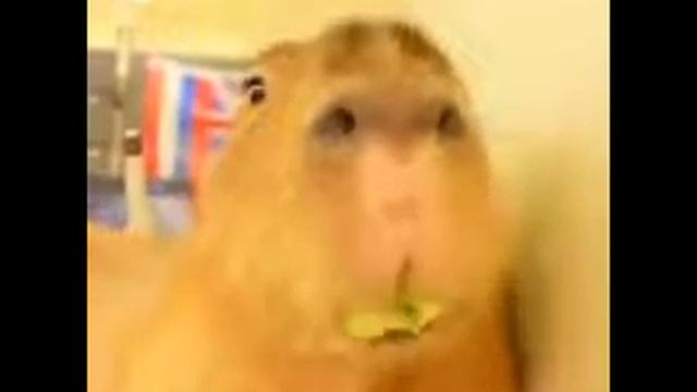 capybara chewing lettuce