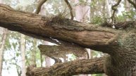 How to recognise an ancient or veteran tree | ATI Part 4
