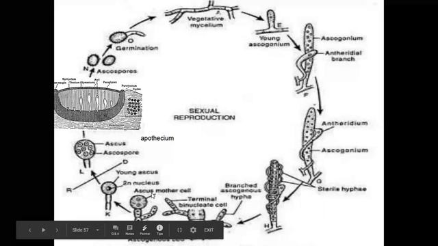penicillium sexual reproduction