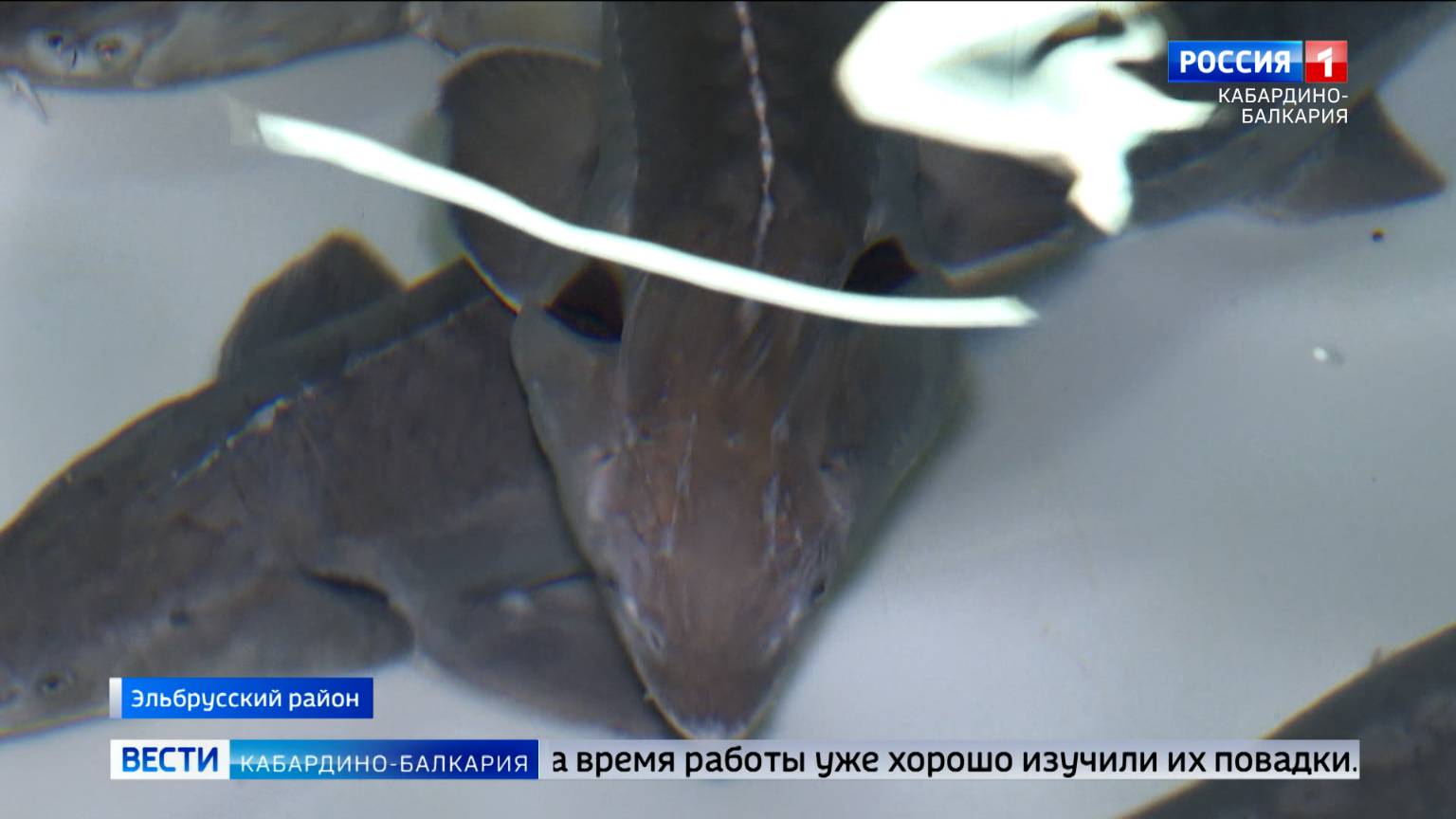 В рыбном хозяйстве «Адыл суу» возобновили разведение малька радужной форели