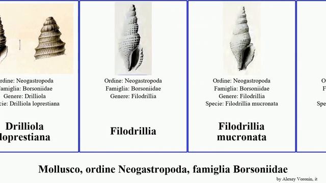 Mollusco, ordine Neogastropoda, famiglia Borsoniidae microdrillia borsonella bathytoma borsonia