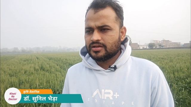 गेहूं में पतियां पीली हो रही है और बाद में काला दाना, क्या करें ? #wheat #arial blight #spot blotch