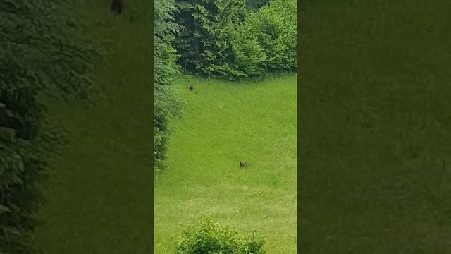 Bears🤫, but what about mushrooms now?! / Медведи!!!🤫... А как же по грибы теперь😳😲?!