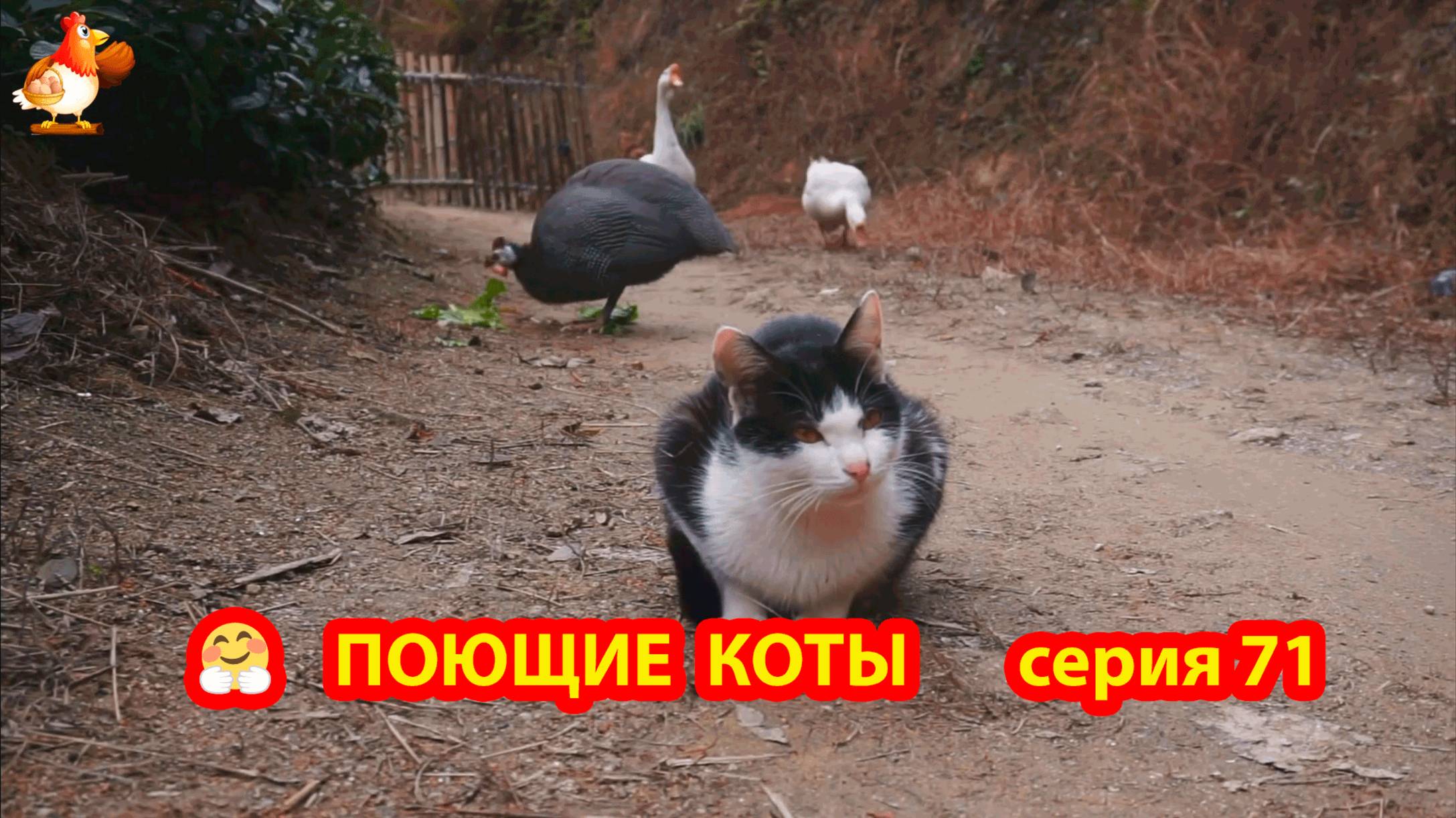 Крутые коты у птичьего двора серия (71) 🐈🐈⬛😹 Природа Абхазии и подворье с птицами и животными ❣️