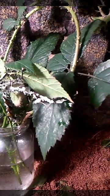 Extatosoma Tiaratum Lichen Version :)