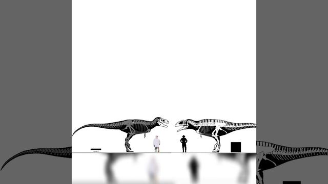 Bistahieversor And Carcharodontosaurus Iguidensis Size Comparison