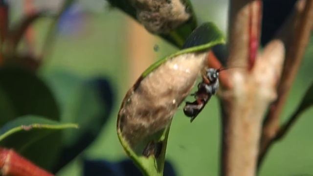 Wasp Parasitising Caterpillar Eggs (Organic Gardening)
