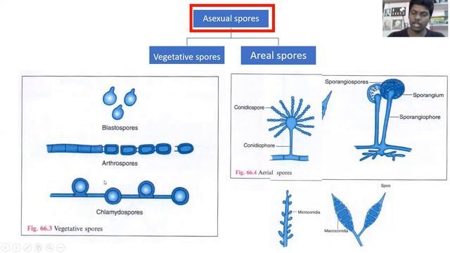 3. Reproduction and sporulation in fungus