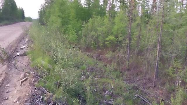 На Бамбуйку за хариусом