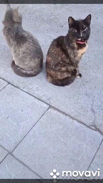 кошки гуляют🐈🐈🐈