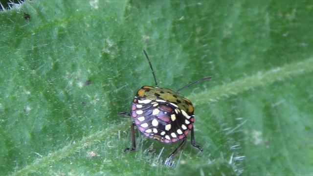 Une petite punaise colorée (Nezara viridula)