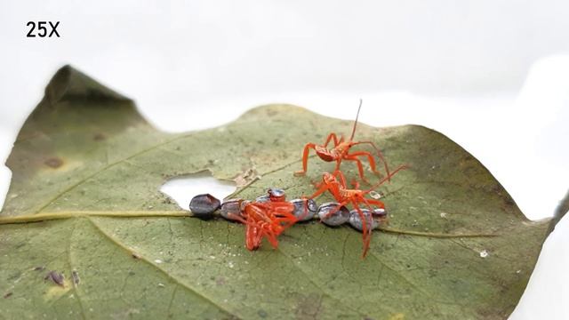 長腹偽巨緣椿象 孵化 / Pseudomictis distinctus Stink bug hatching