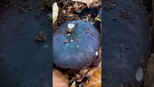 Сыроежка сине-желтая (Russula cyanoxantha) short #shorts