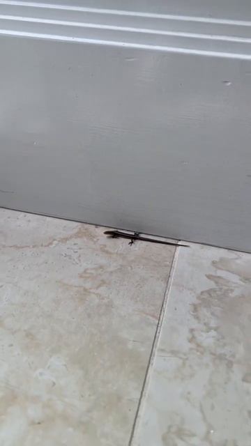 Does Lizzard eat cockroaches?