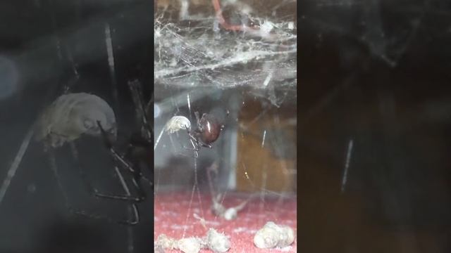 Steatoda grossa ?