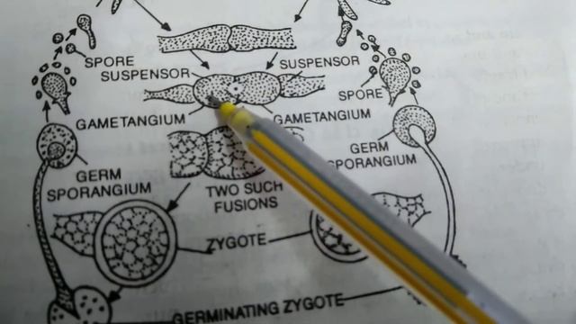 Life cycle of Rhizopus